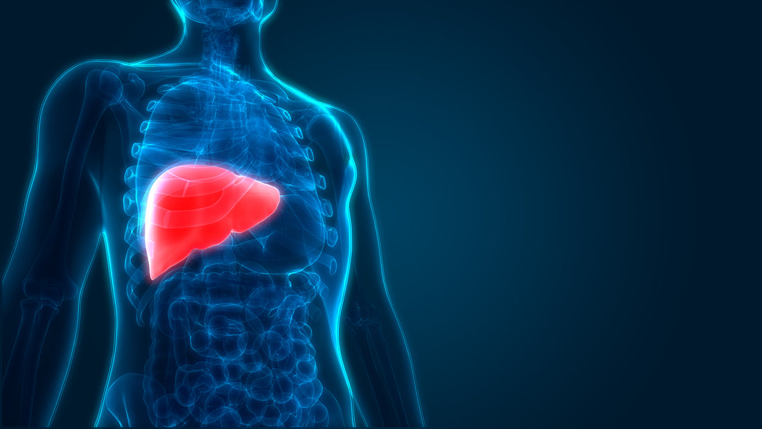 Fatty Liver? There is a Supplement for that!